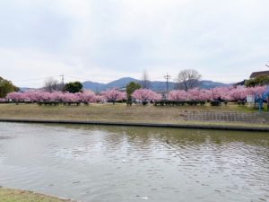 倉敷川沿いの河川敷に並ぶ満開の河津桜と散策路の風景