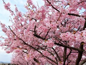 濃いピンク色の河津桜が咲き並ぶ倉敷川沿いの桜並木