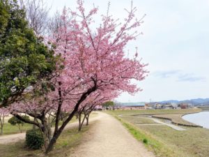 倉敷川沿いの河川敷に並ぶ満開の河津桜と散策路の風景
