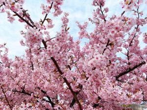 濃いピンク色の河津桜が咲き並ぶ倉敷川沿いの桜並木