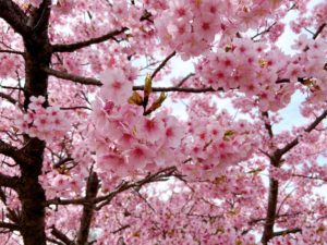 濃いピンク色の河津桜が咲き並ぶ倉敷川沿いの桜並木