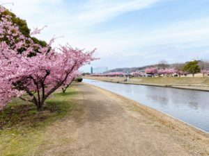 倉敷川沿いの河川敷に並ぶ満開の河津桜と散策路の風景