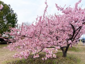 濃いピンク色の河津桜が咲き並ぶ倉敷川沿いの桜並木