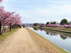 倉敷川沿いの河川敷に並ぶ満開の河津桜と散策路の風景
