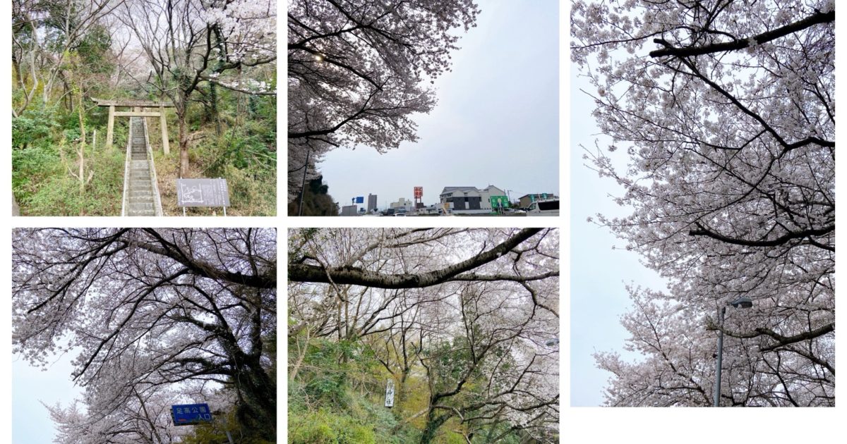 足高神社のふもとに咲く白い大島桜