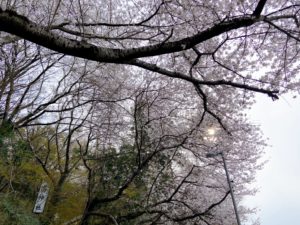 足高神社のふもとに咲く白い大島桜