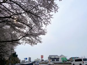 足高神社のふもとに咲く白い大島桜