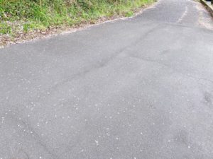 足高神社のふもとに咲く白い大島桜