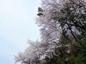 足高神社のふもとに咲く白い大島桜
