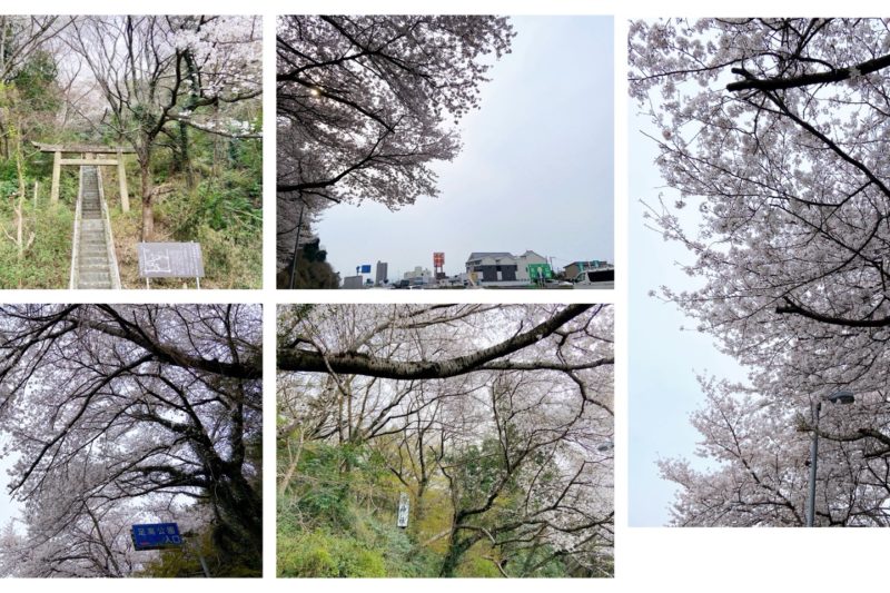 足高神社のふもとに咲く白い大島桜