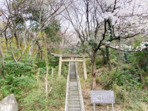 足高神社のふもとに咲く白い大島桜